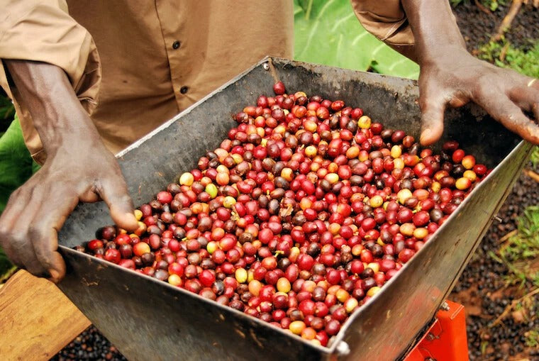 Low Acid Brazilian Mogiana Coffee