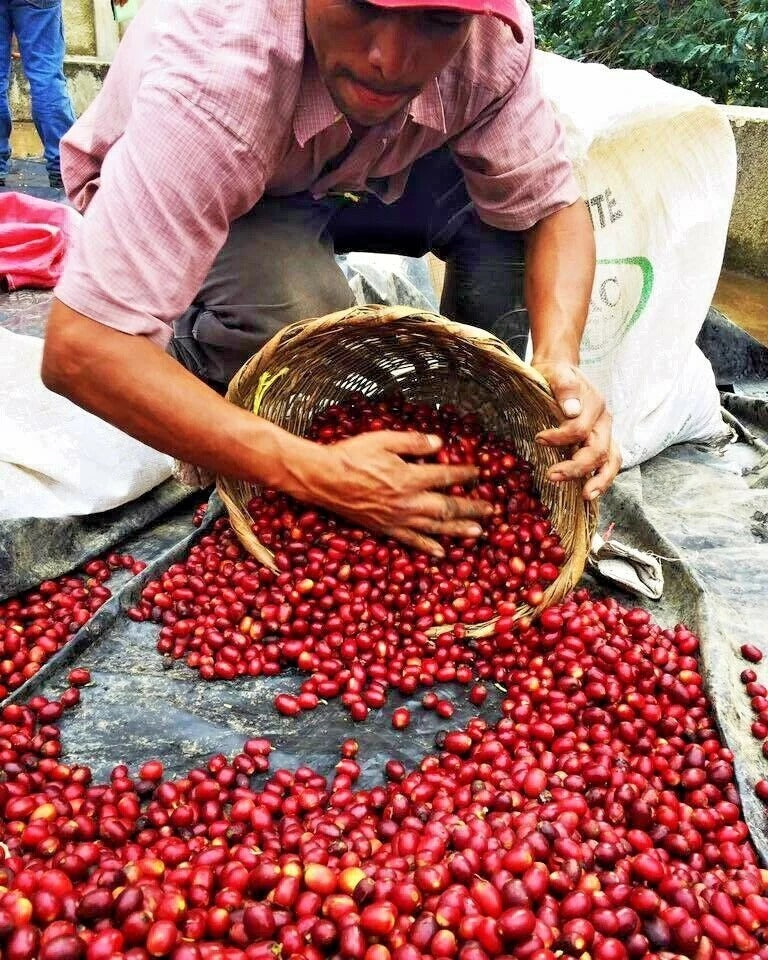 Low Acid Brazilian Mogiana Coffee